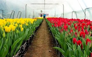 d0b1d0b8d0b7d0bdd0b5d181-d0bdd0b0-d181d0b5d0bbd0b5-d0b2-d0bed0b4d0b8d0bdd0bed187d0bad183-d0b8d0b4d0b5d0b8-d0b8-d0bfd180d0b5d0b8d0bcd183